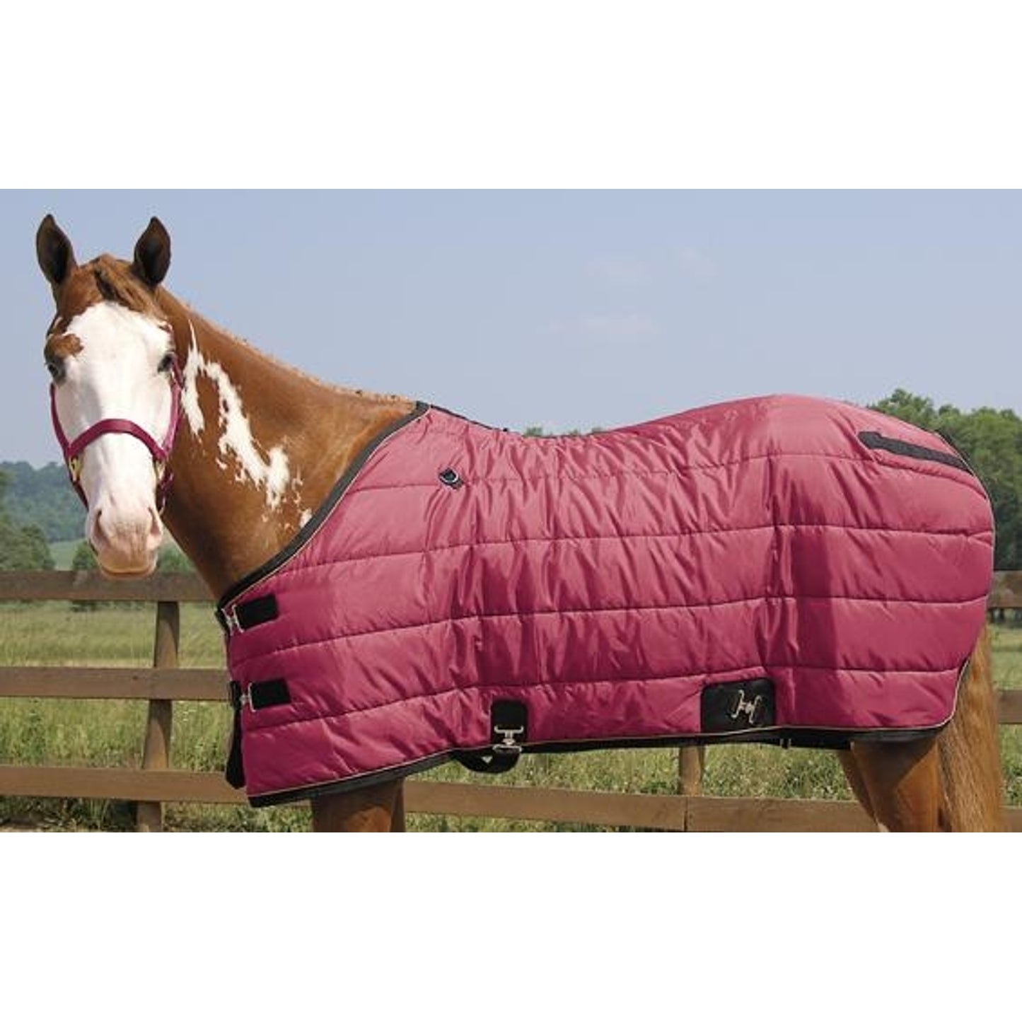 351510_burgundy.jpg