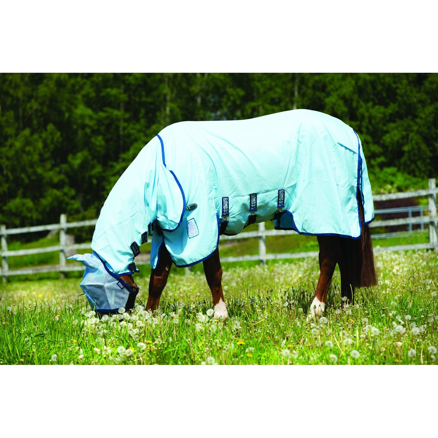 5-941000-babyblue.jpg