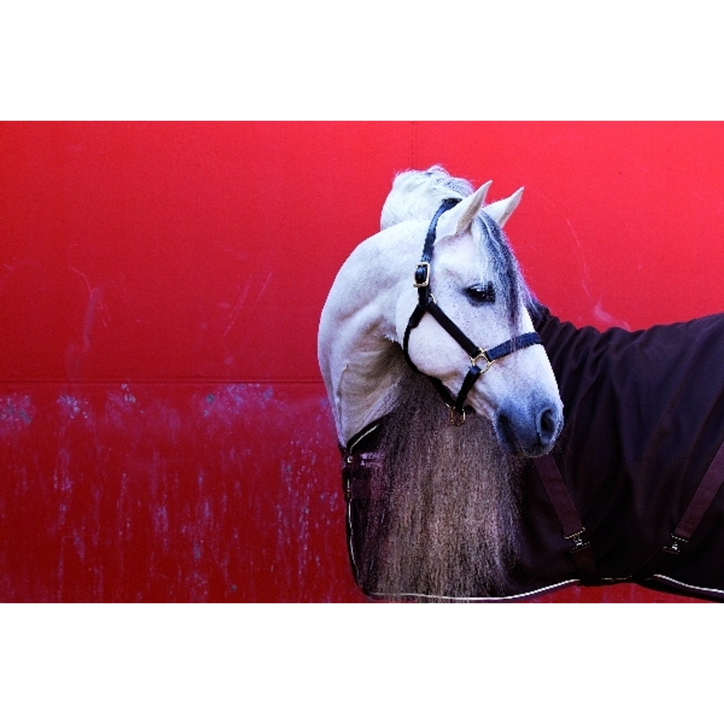 horseware-adaa00-nmcn_01.jpg