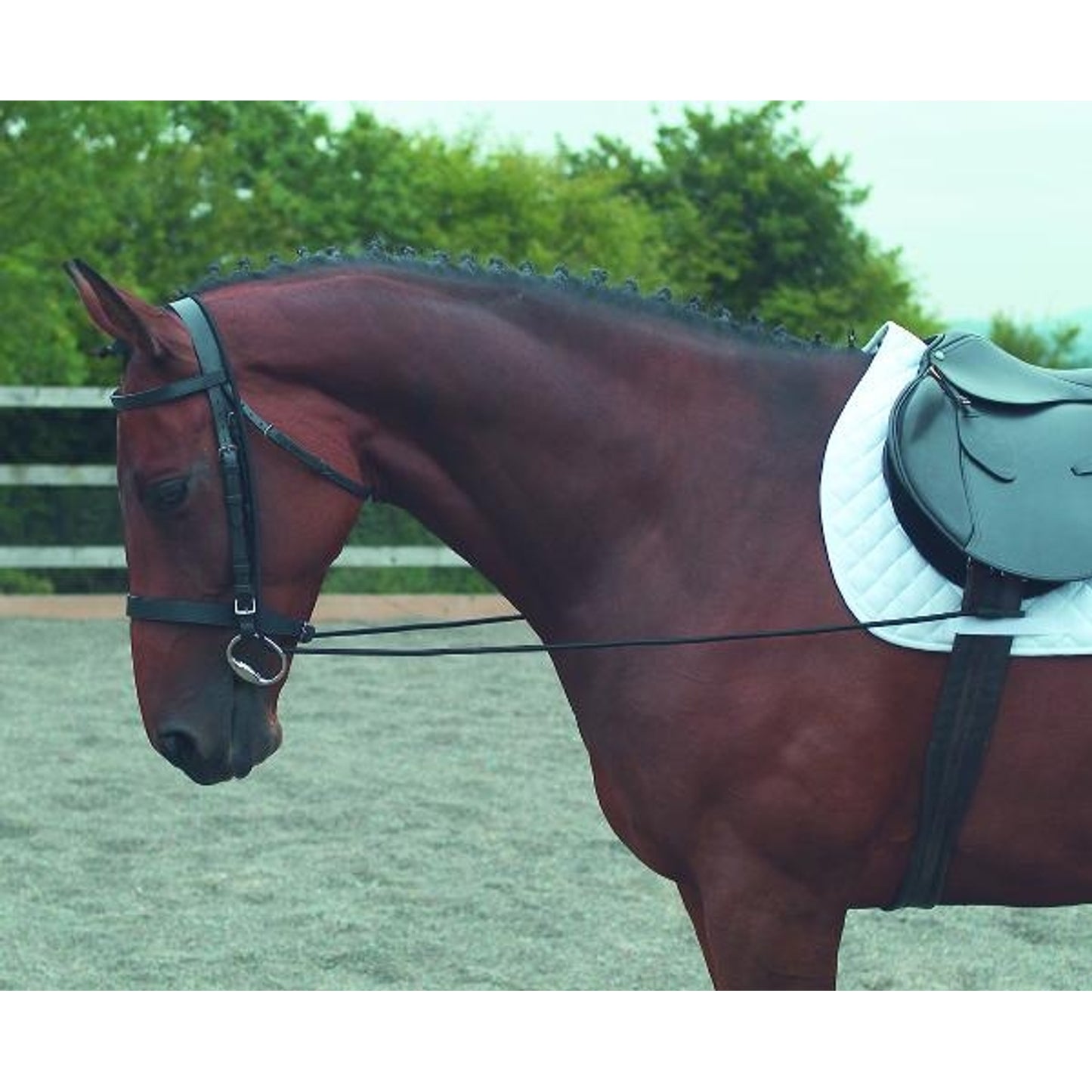 shires-433.jpg