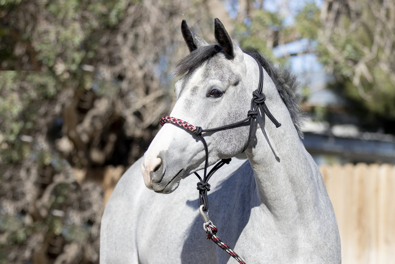 Kensington Clinician Rope Halter