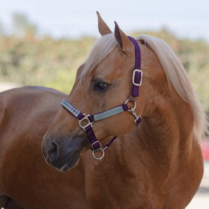 Kensington Breakaway Halter
