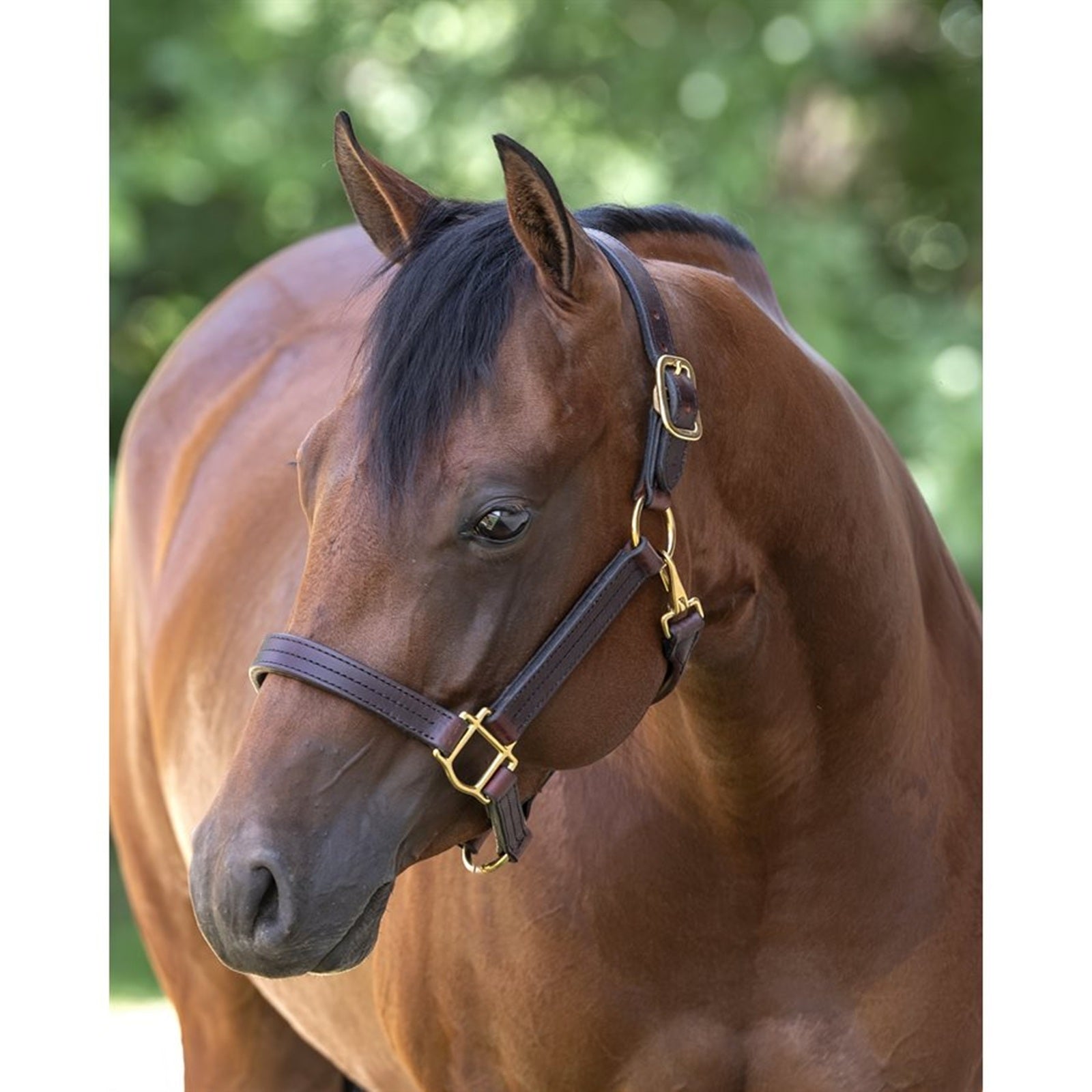 Perri's Heavyweight Track Halter with Snap