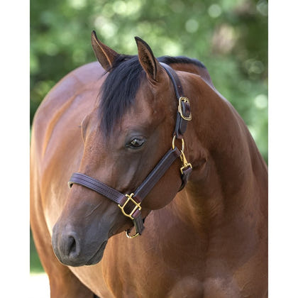 Perri's Heavyweight Track Halter with Snap