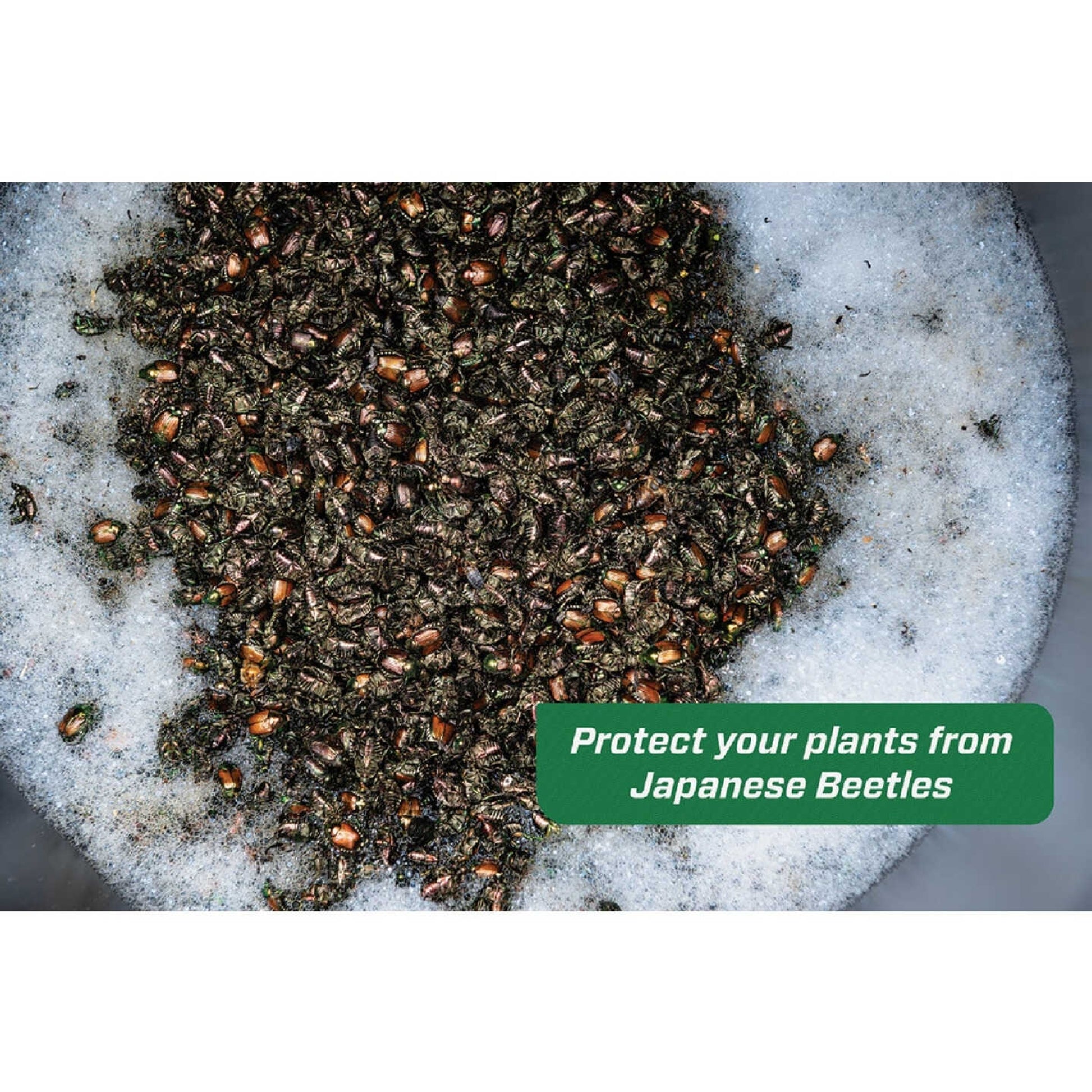 RESCUE! Japanese Beetle Trap Refill