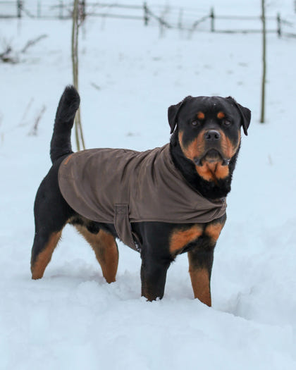 Outback Trading Marty Dog Coat