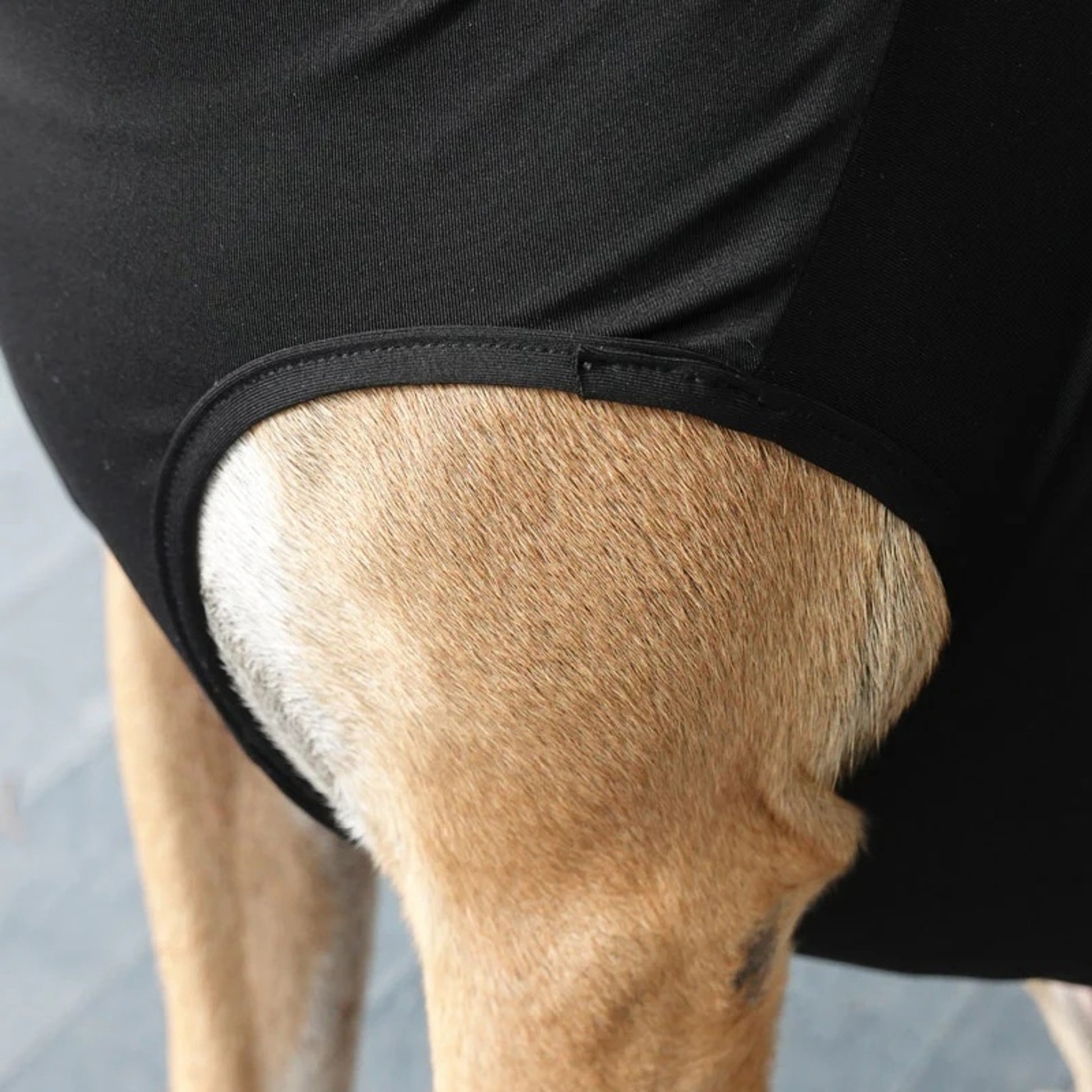 BeneFab Canine Comfort & Care Shirt