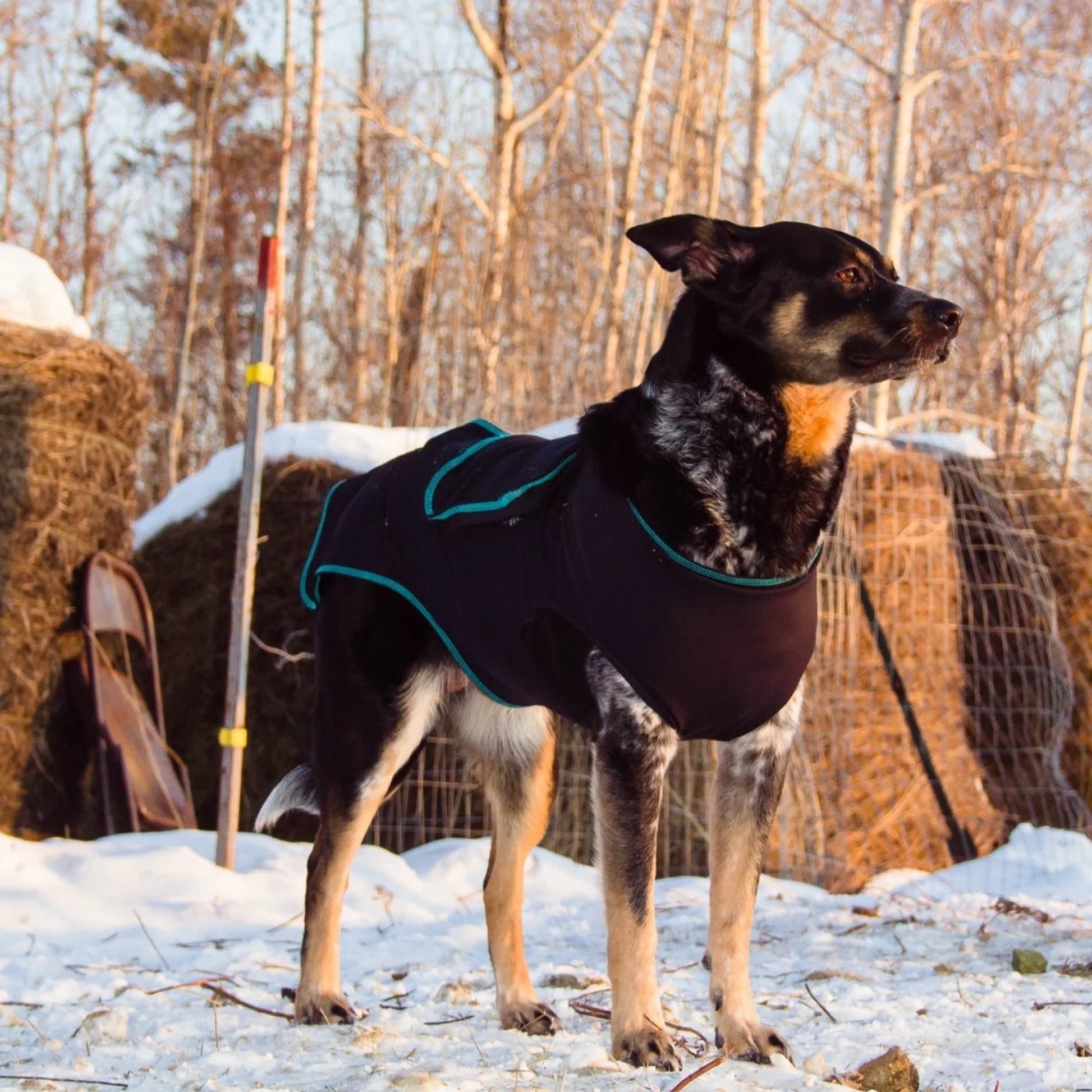 BeneFab Canine Comfort & Care Shirt