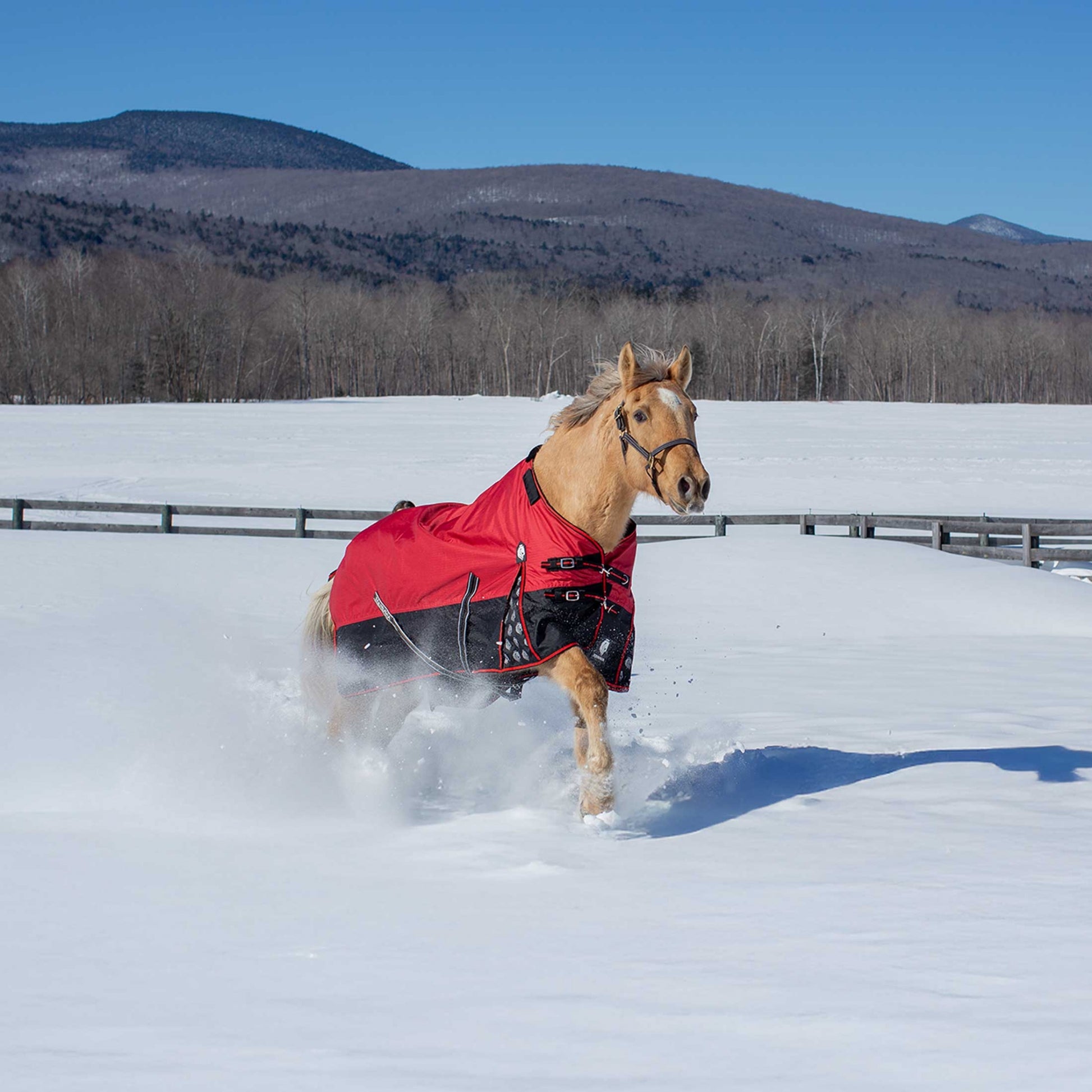 Equinavia Norse Lite Turnout Blanket 100g
