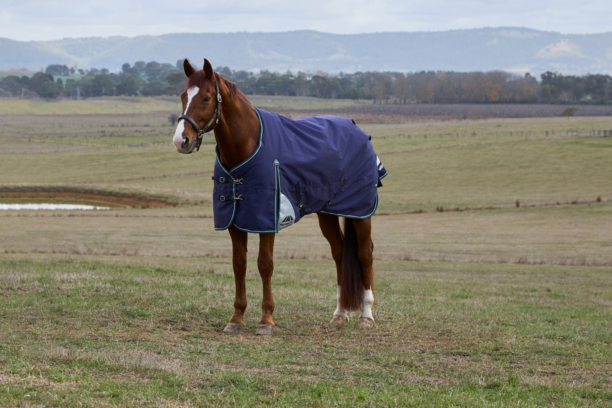 Weatherbeeta ComFiTec Plus Dynamic Turnout Standard Neck 0g
