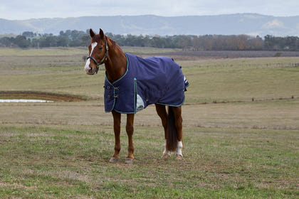 Weatherbeeta ComFiTec Plus Dynamic Turnout Standard Neck 0g
