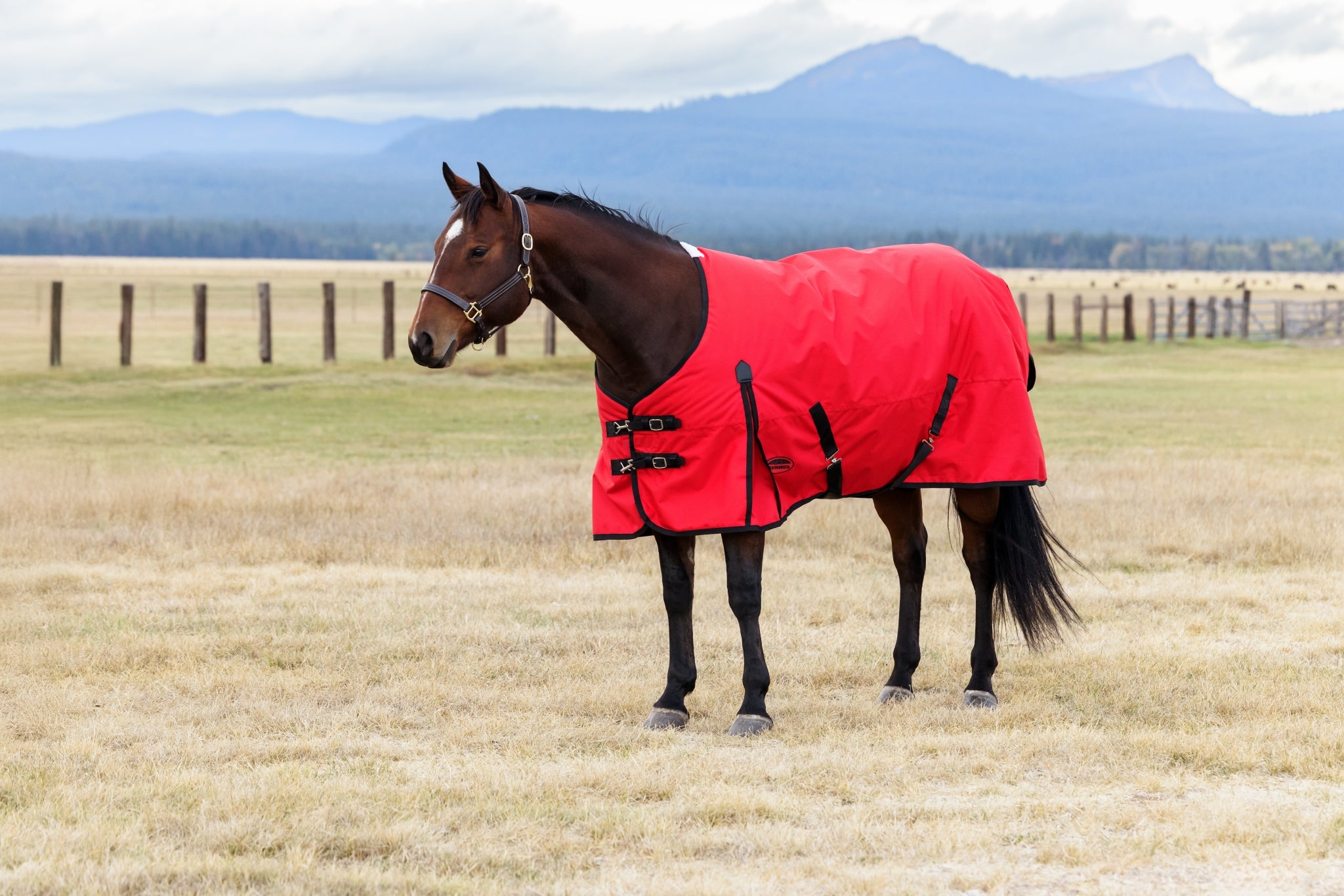 Weatherbeeta ComFiTec Original Turnout Standard Neck 220g