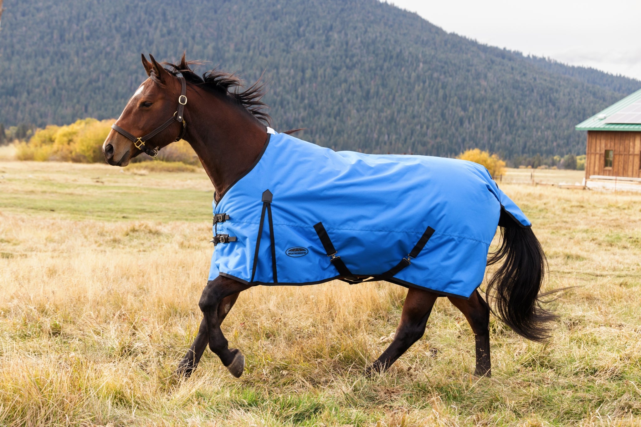 Weatherbeeta ComFiTec Original Turnout Standard Neck 220g