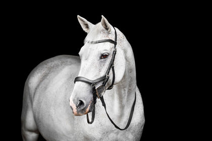Horseware Micklem Deluxe Competition