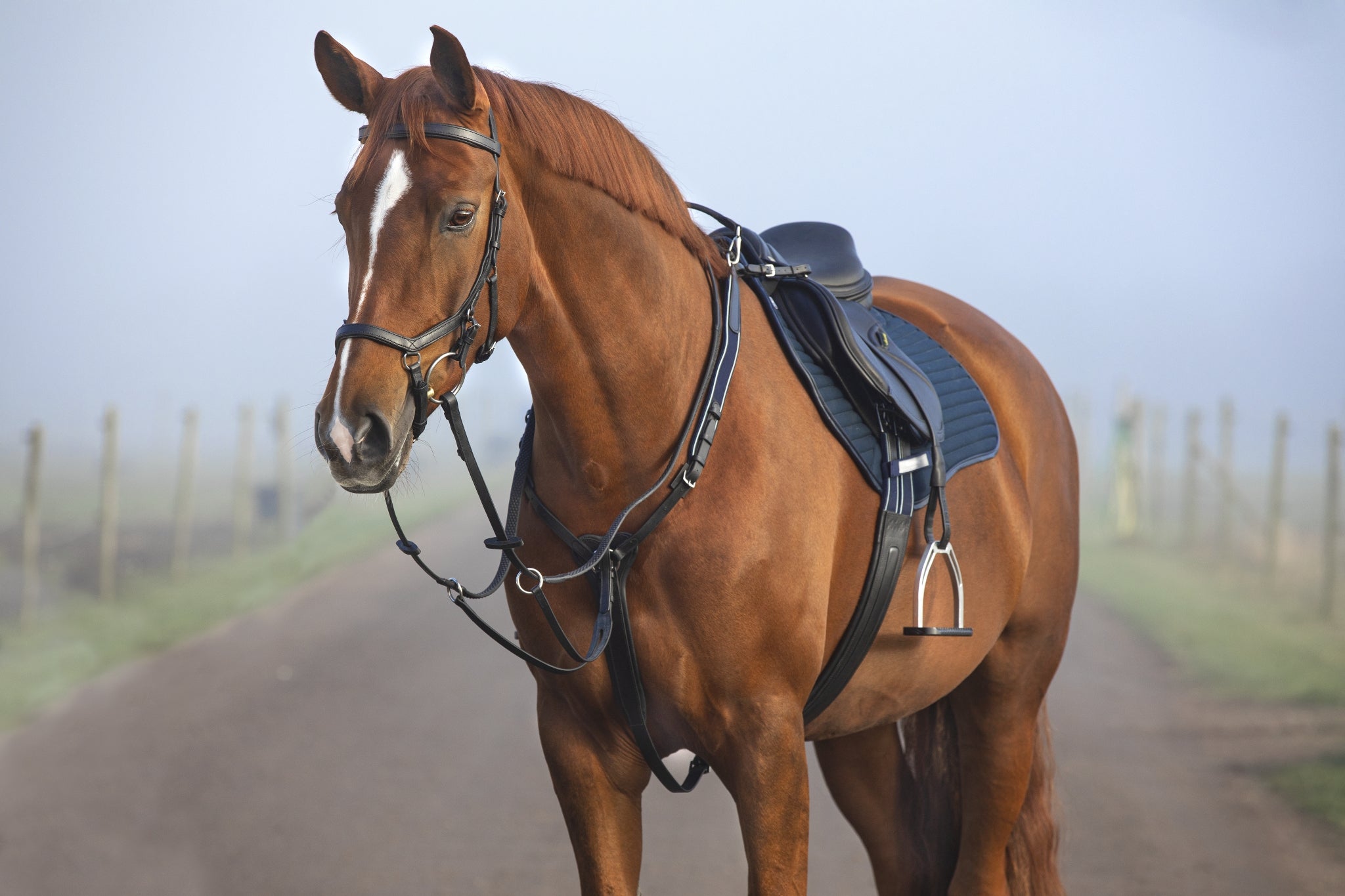 Horseware Micklem Breastplate Martin