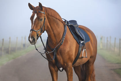Horseware Micklem Breastplate Martin