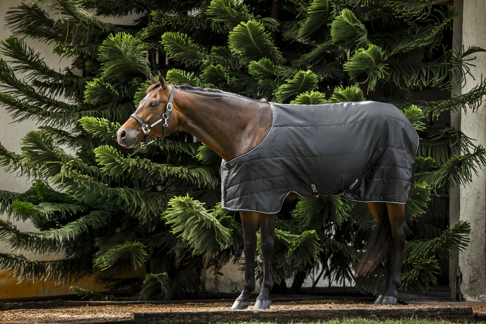Amigo Quarter Horse Stable 100g