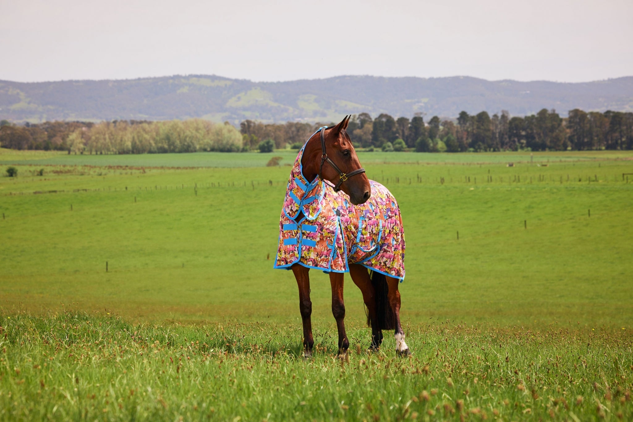 Saxon Mesh Combo Neck Fly Sheet