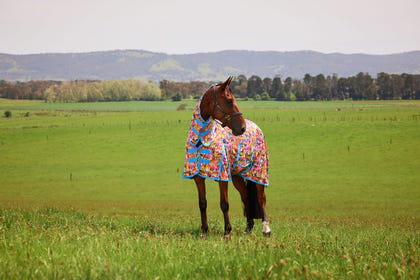 Saxon Mesh Combo Neck Fly Sheet