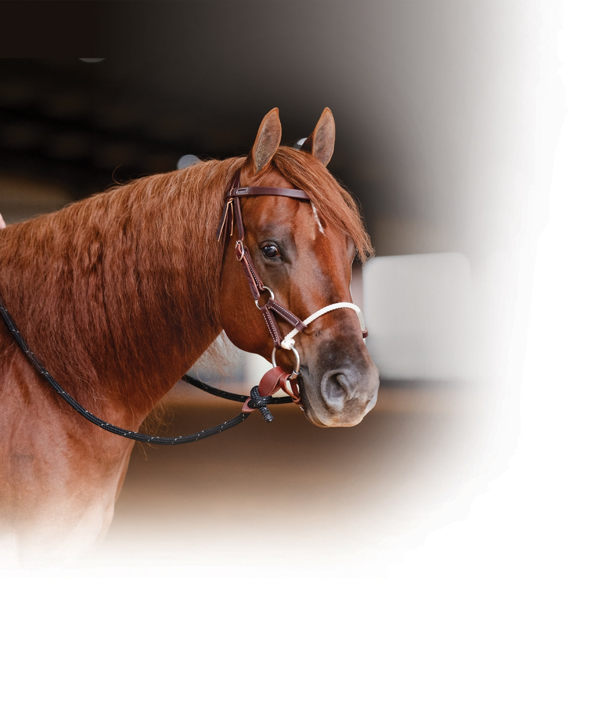 Professionals Choice Comb Bridle Lariat