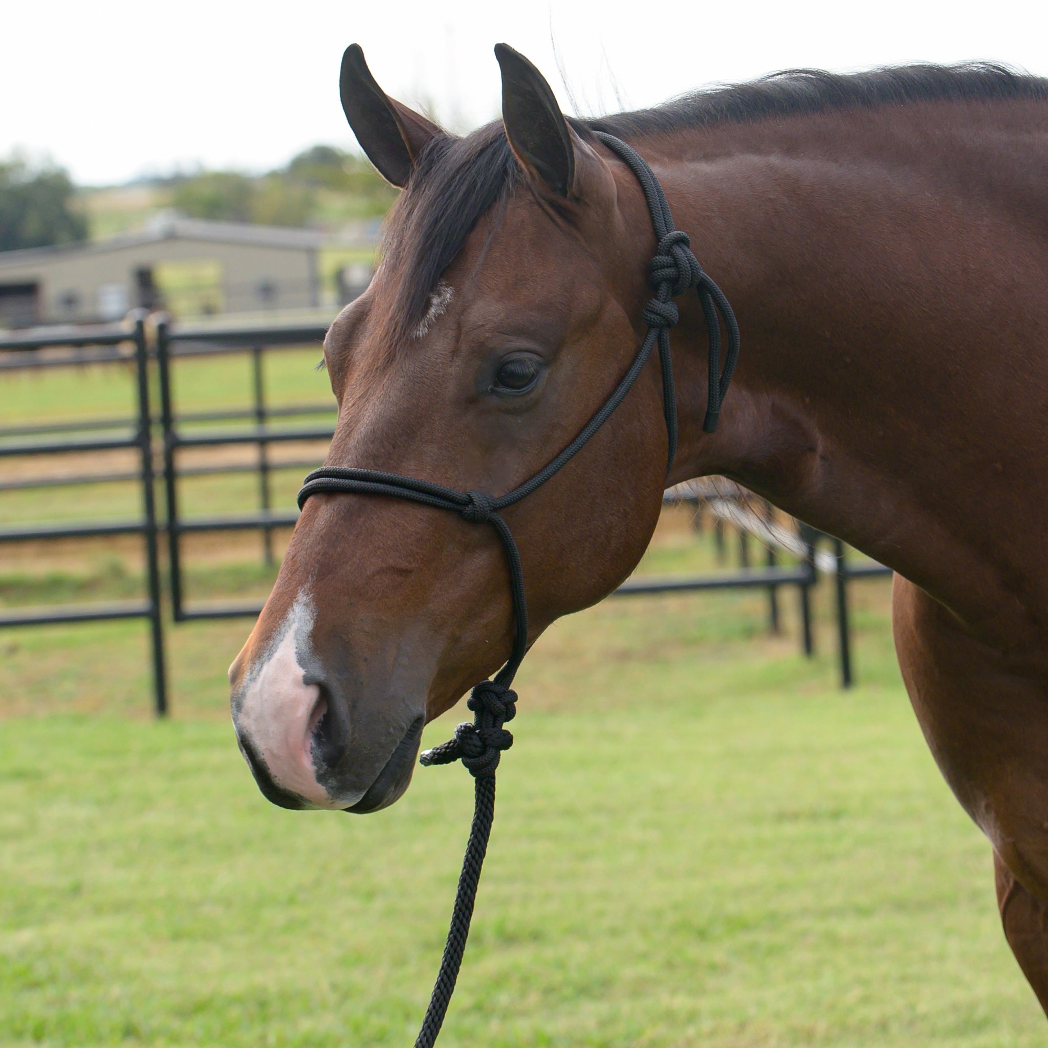 Equisential Rope Halter with 8 Ft Lead
