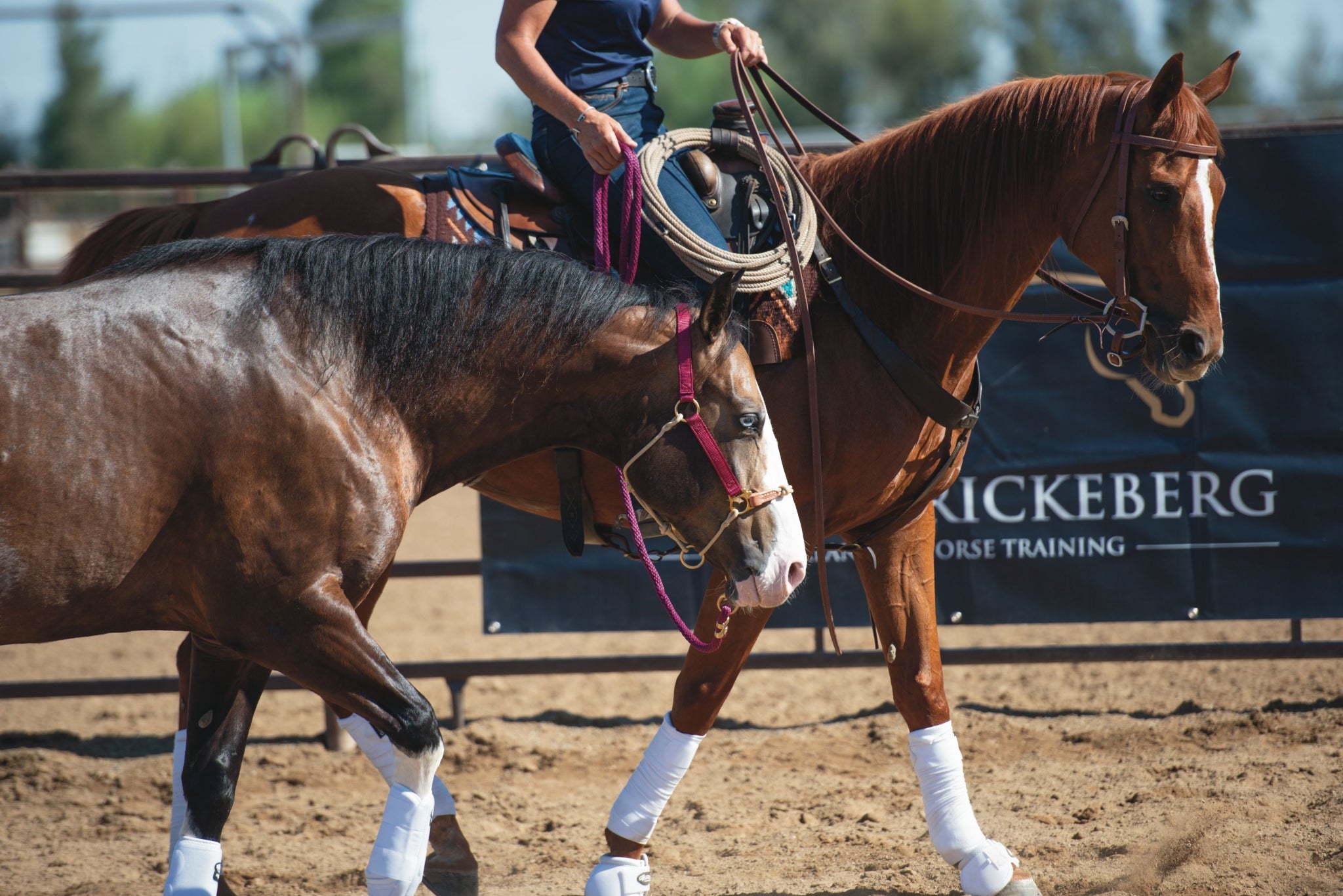 Weaver Kalley Krickeberg Nylon & Rope Combination Horsemans Halter
