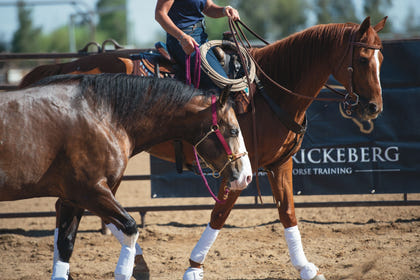 Weaver Kalley Krickeberg Nylon & Rope Combination Horsemans Halter