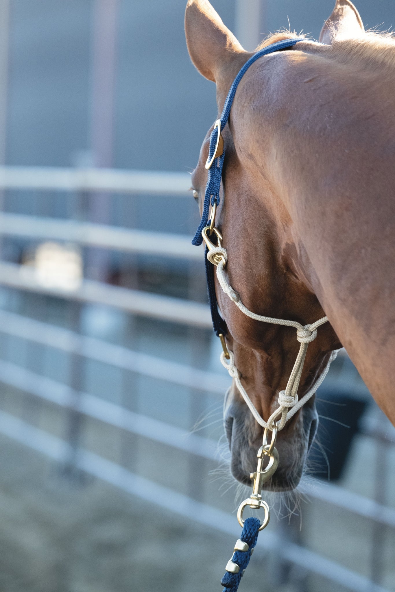 Weaver Kalley Krickeberg Nylon & Rope Combination Horsemans Halter