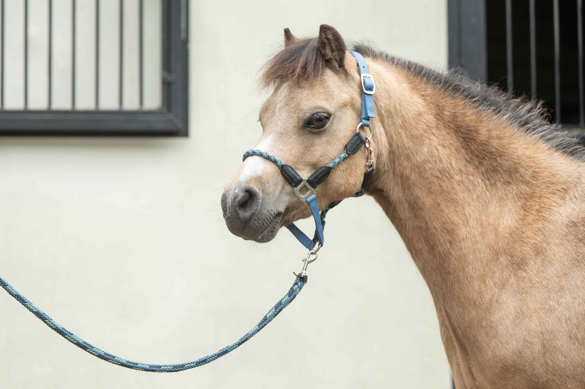 HKM Nele Head Collar