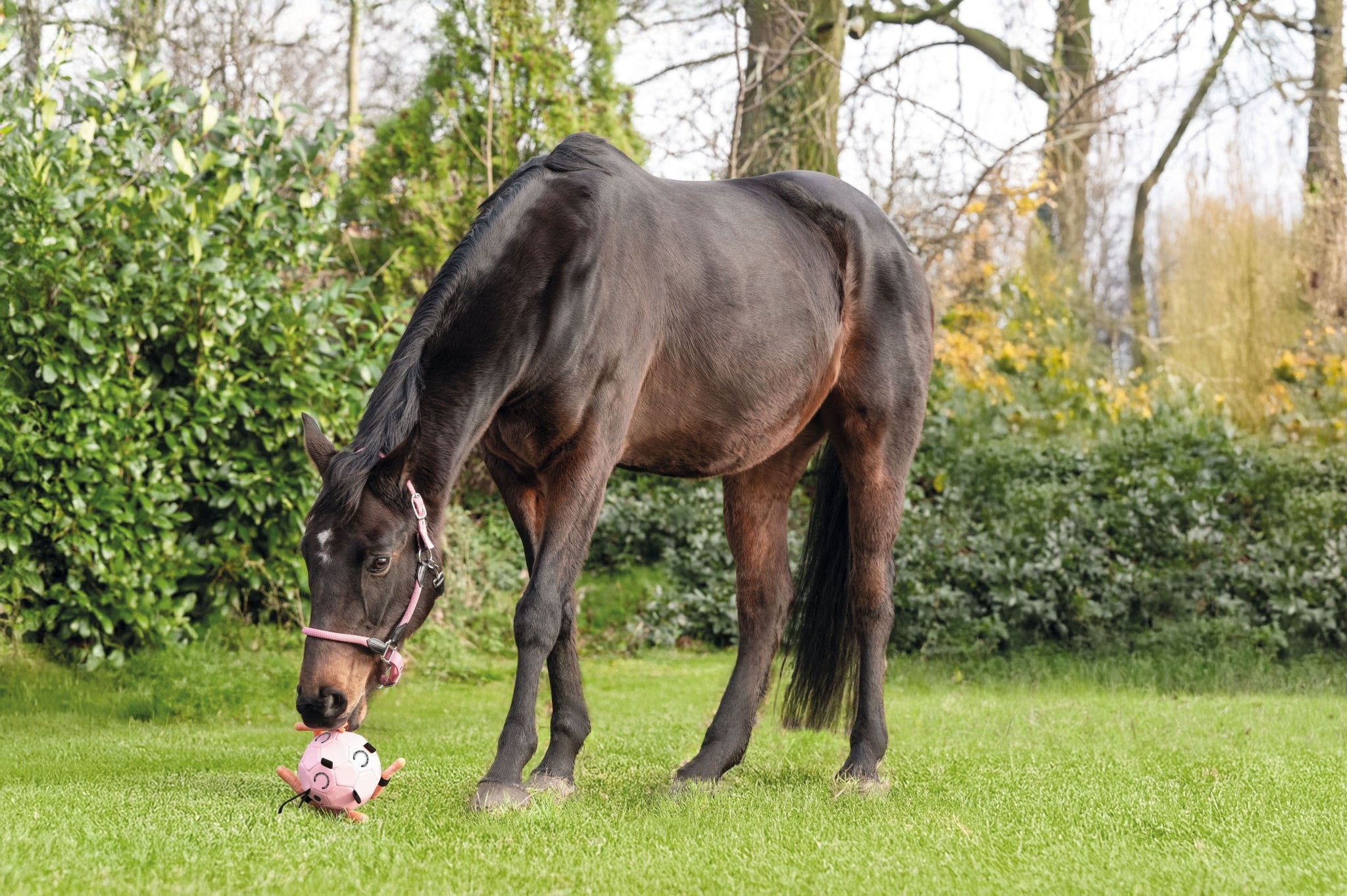 HKM Fun Ball As Toy For Horses