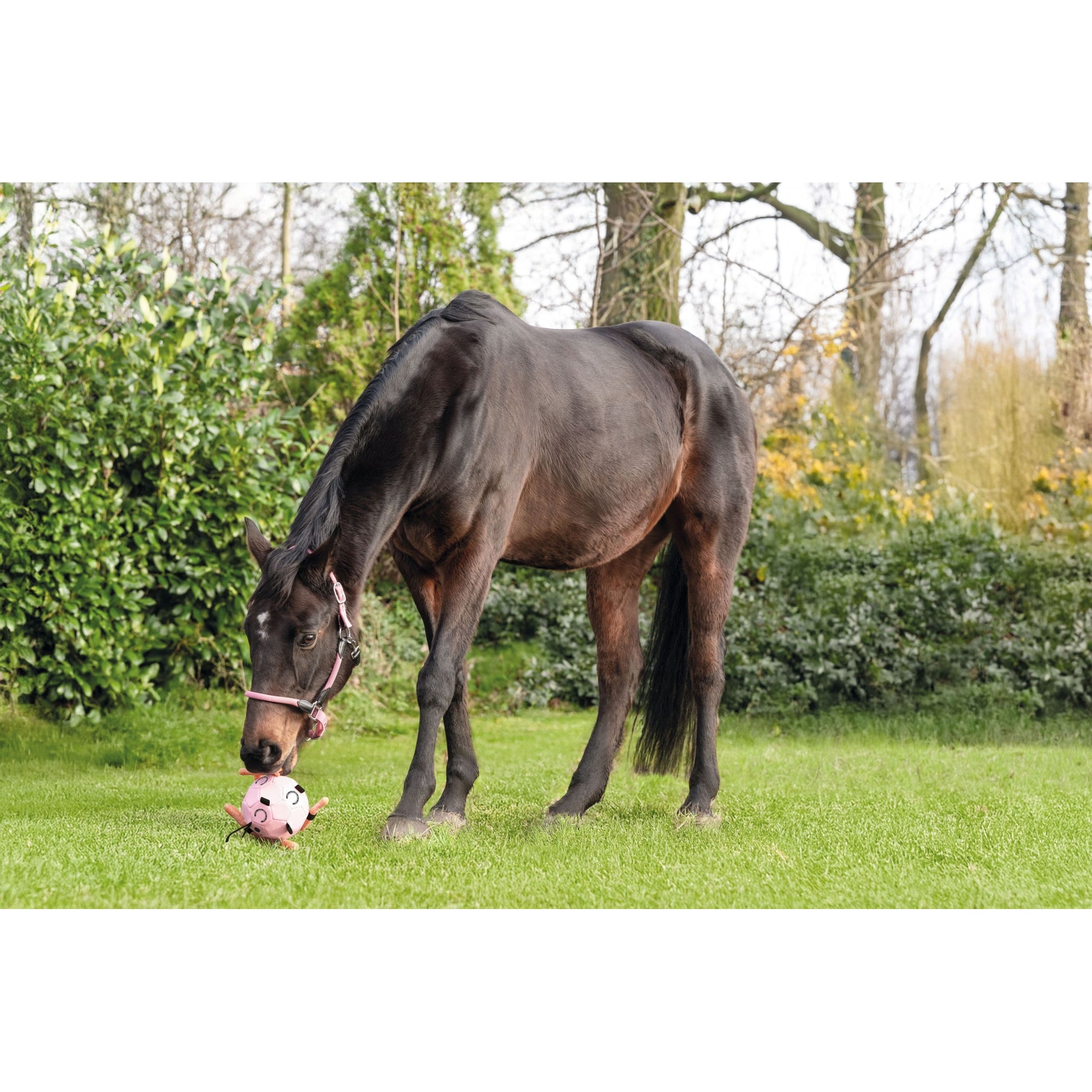 HKM Fun Ball As Toy For Horses