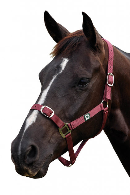Dublin Everyday Breakaway Halter