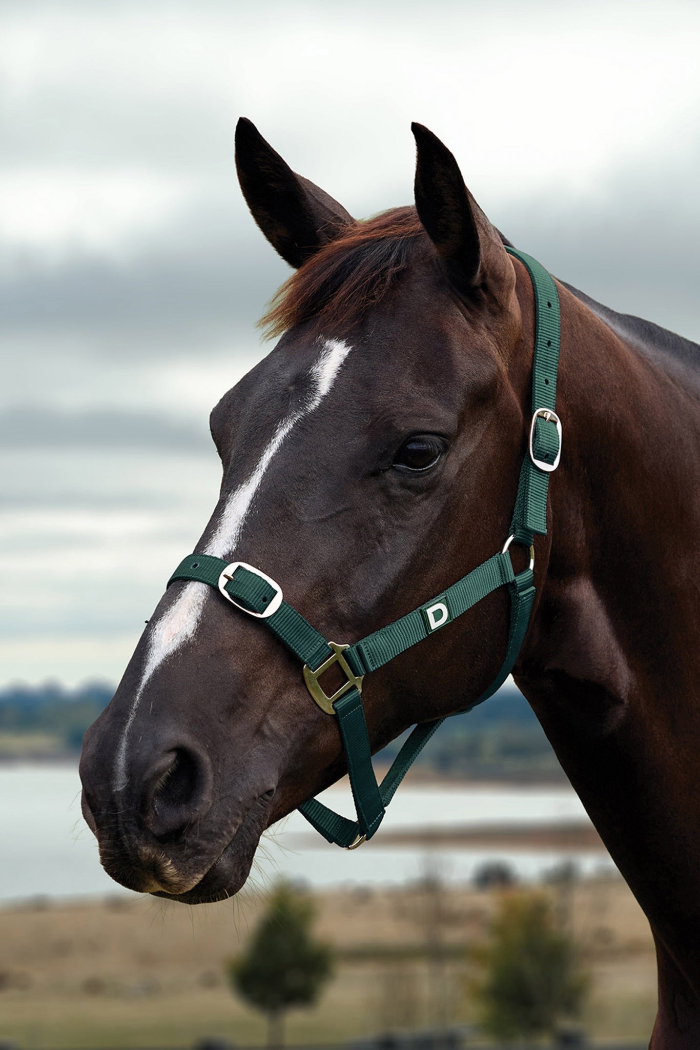 Dublin Everyday Breakaway Halter