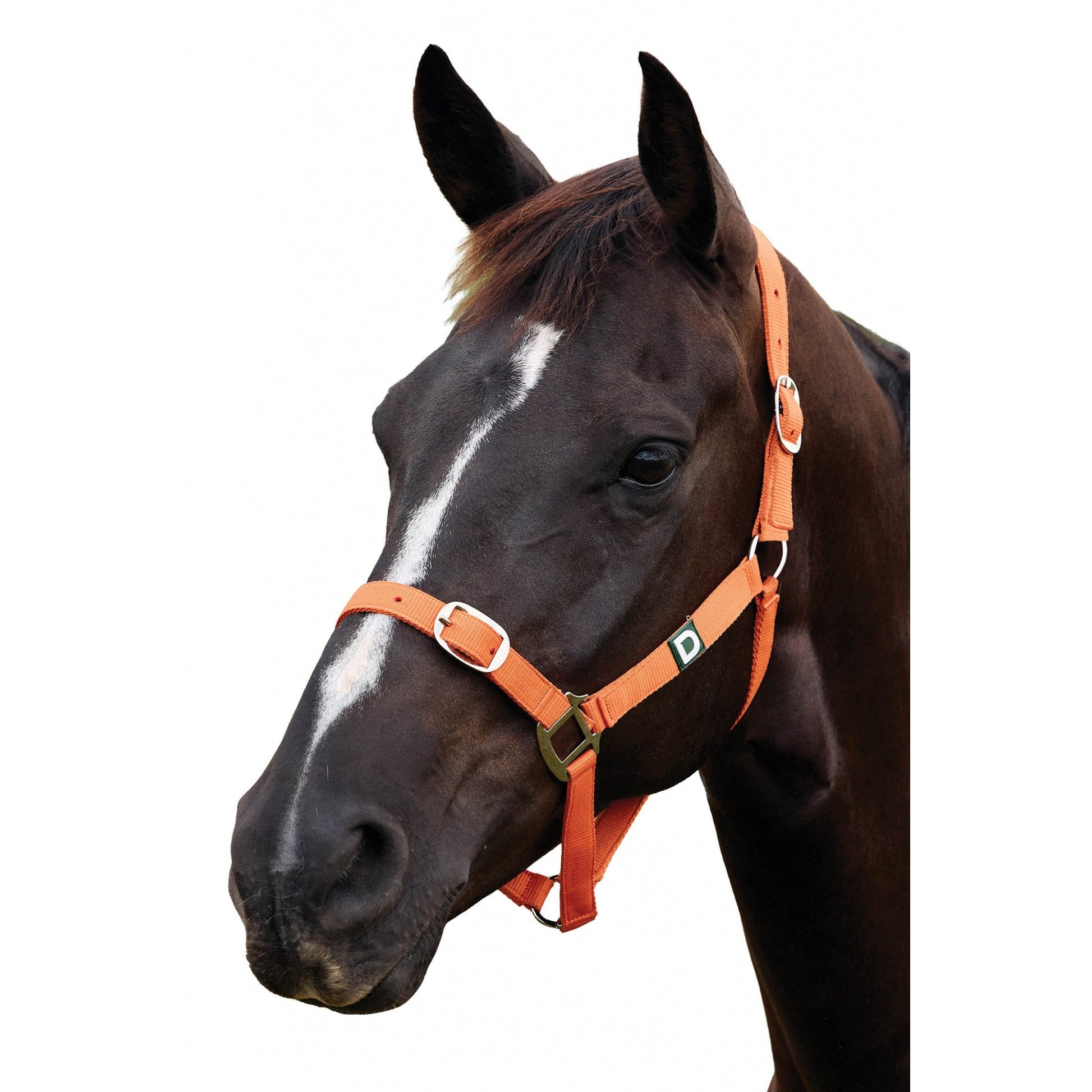 Dublin Everyday Breakaway Halter
