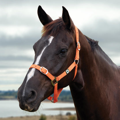 Dublin Everyday Breakaway Halter