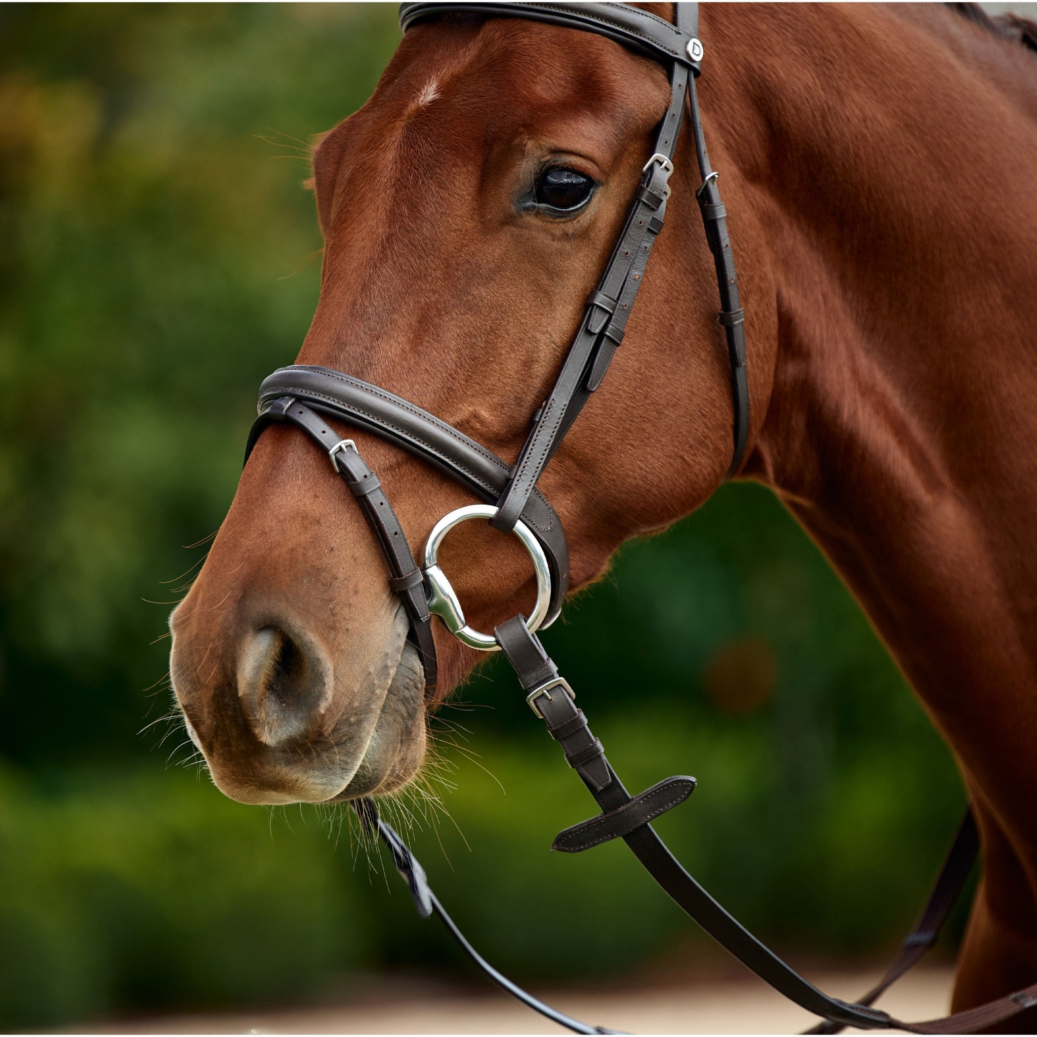 Dublin Flash Bridle