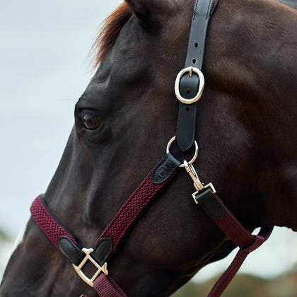 Dublin Braided Leather Headcollar