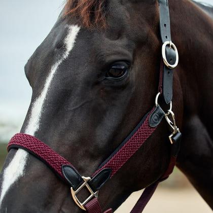 Dublin Braided Leather Headcollar