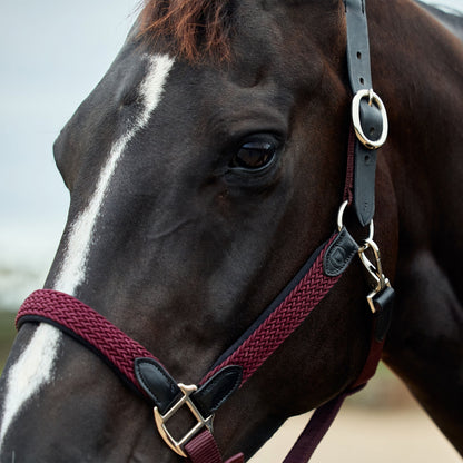 Dublin Braided Leather Headcollar