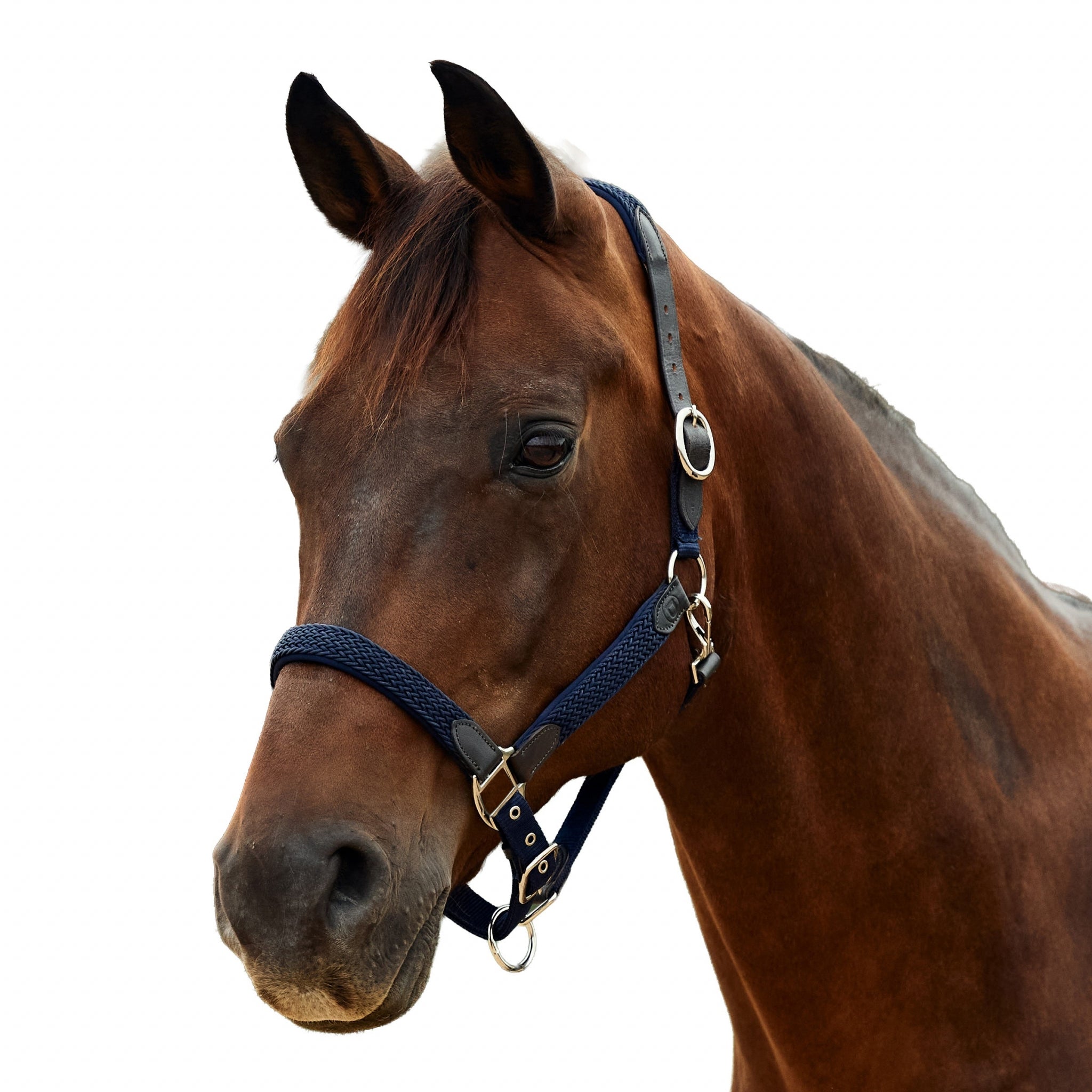 Dublin Braided Leather Headcollar