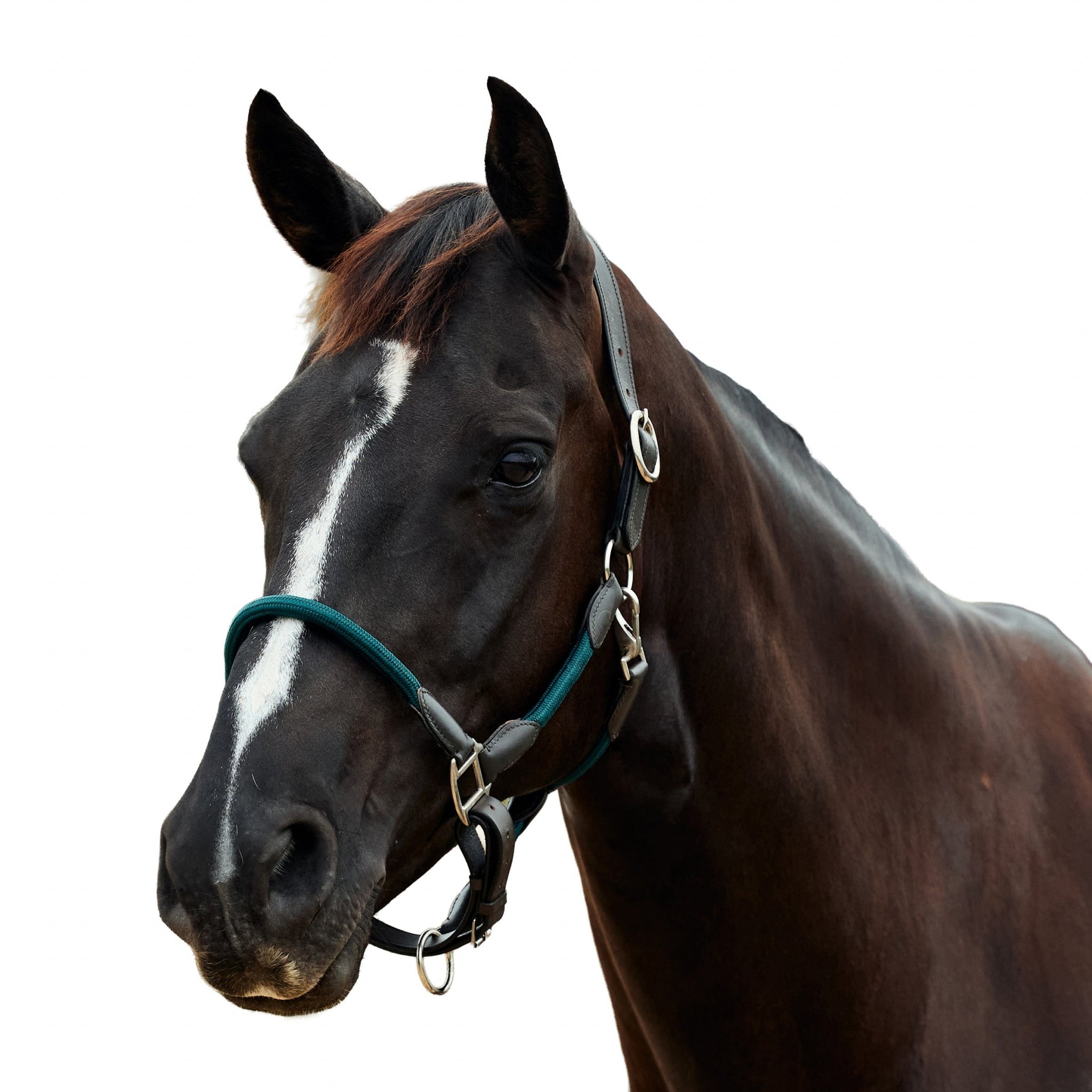 Dublin Leather Rope Headcollar