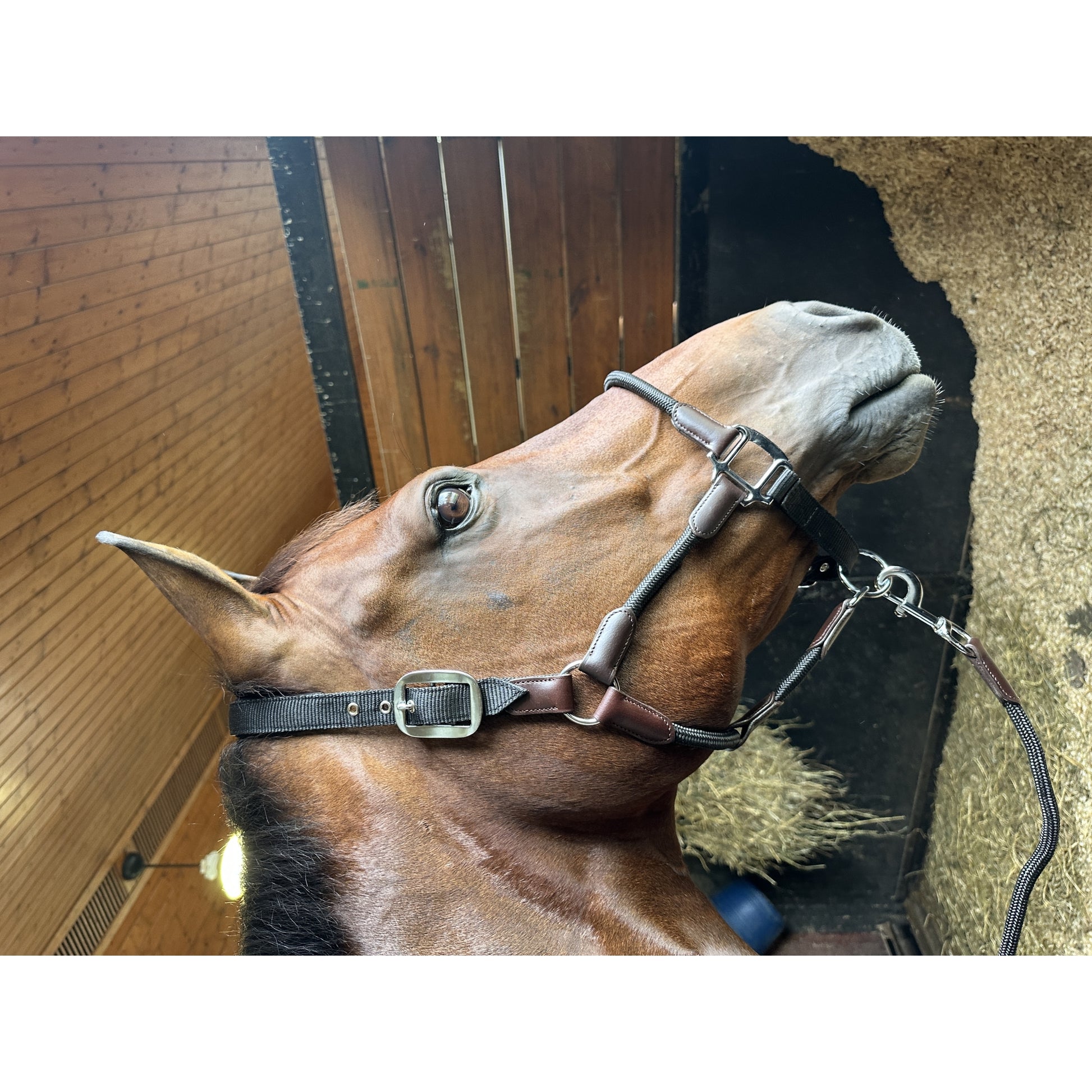 Huntley Equestrian Nylon Halter and Removable Lead with Snap