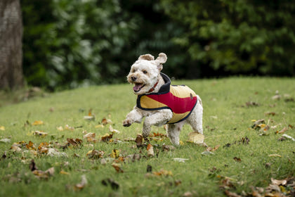 Horseware Newmarket Dog Fleece