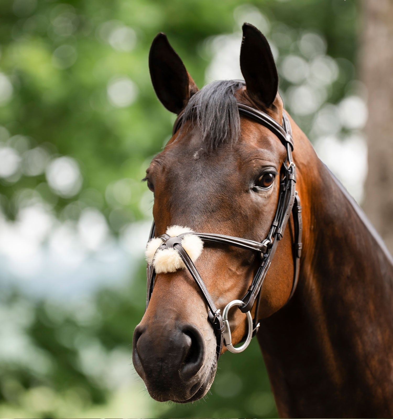 Horseware Figure 8 Grackle Bridle