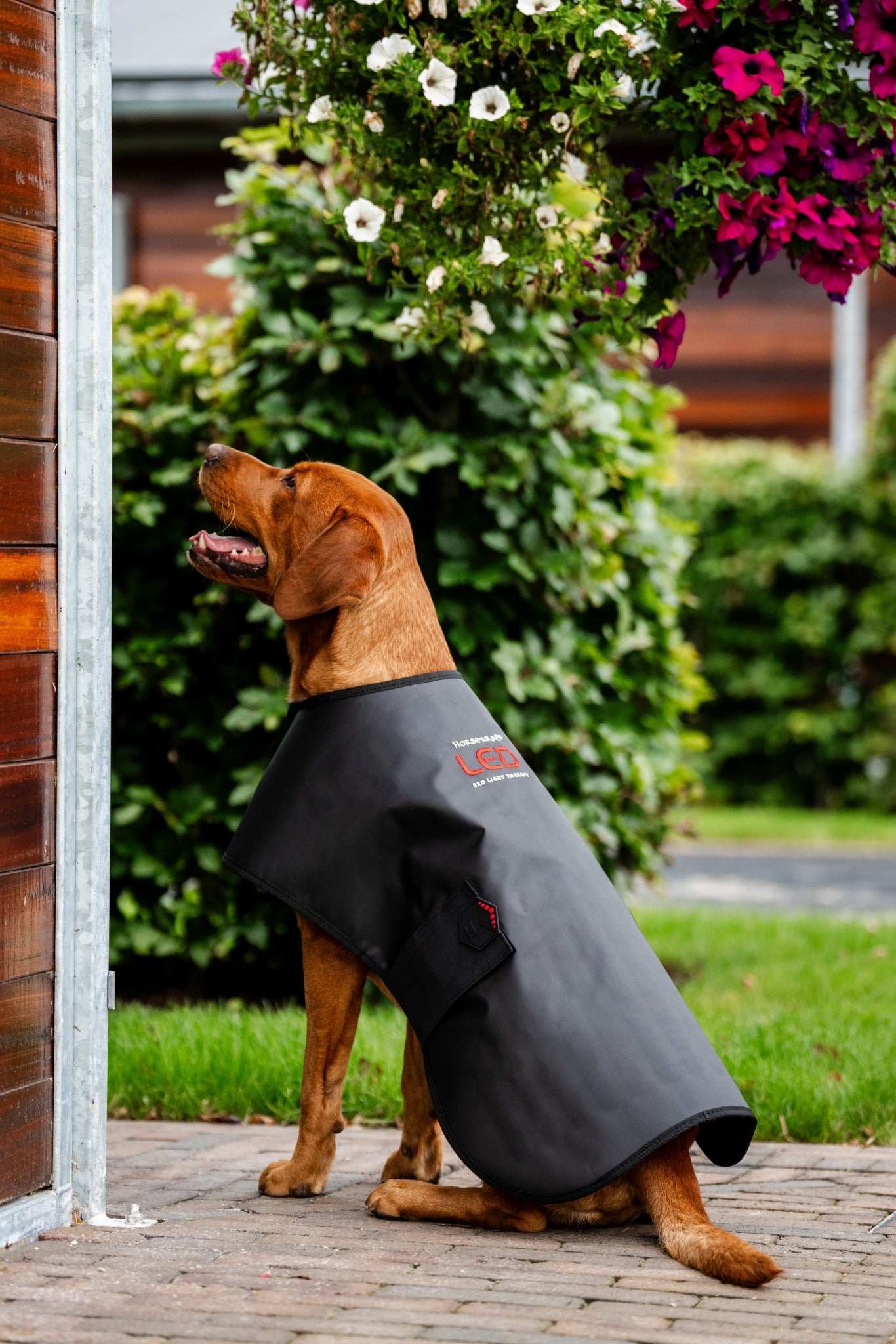 Horseware LED Red Light Therapy Pet Coat