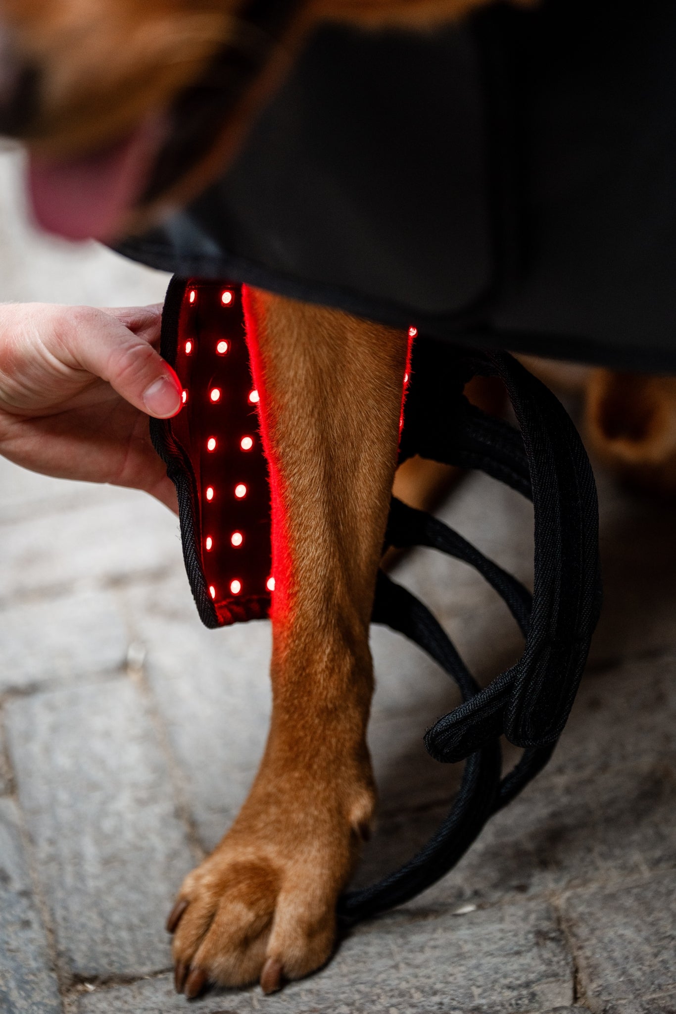 Horseware LED Red Light Therapy Pet Leg Wraps