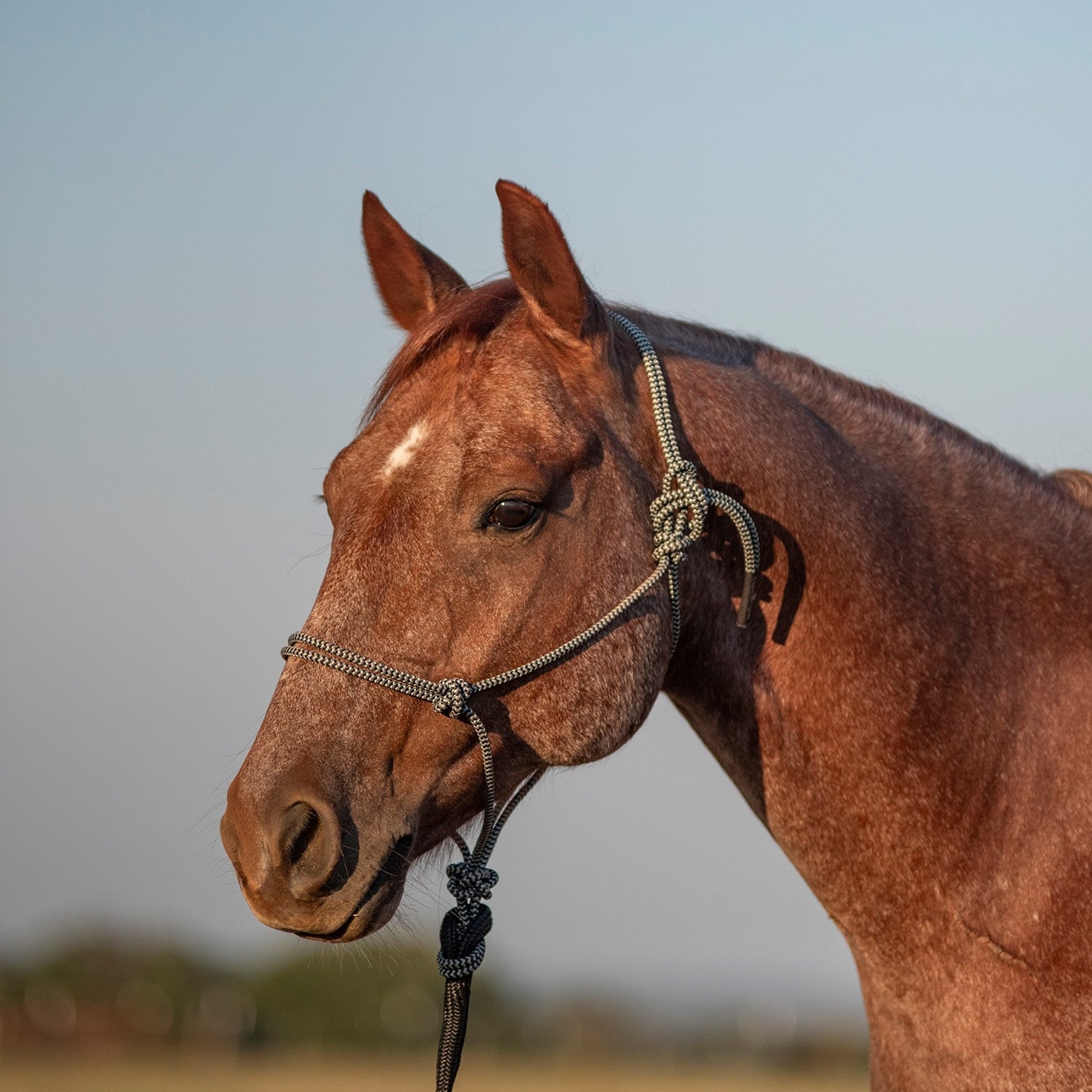 Classic Equine Rope Halter and 9 Foot Lead Rope