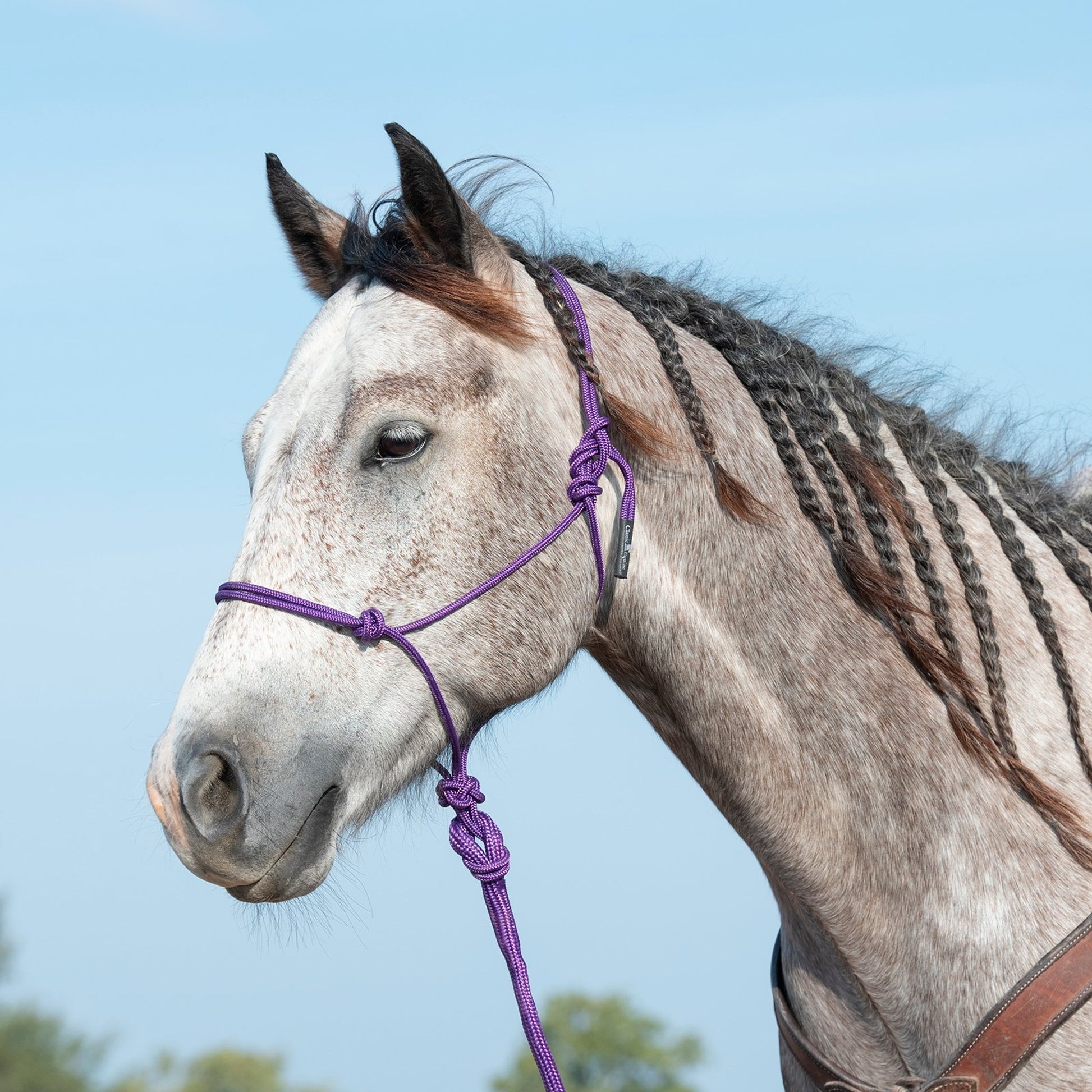 Classic Equine Rope Halter and 9 Foot Lead Rope