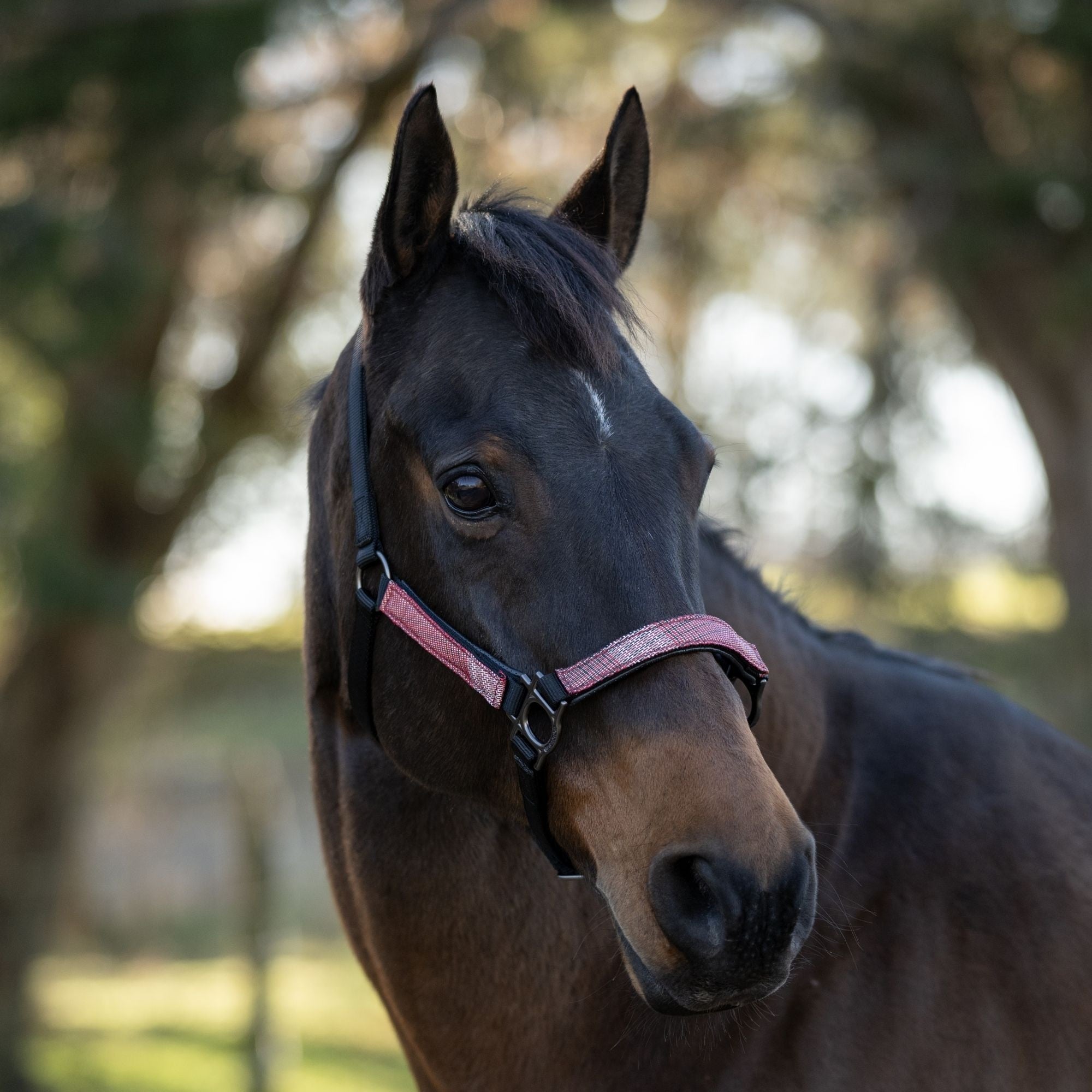 Kensington Breakaway Halter