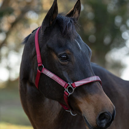 Kensington Breakaway Halter